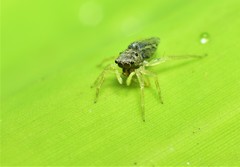 Phintella