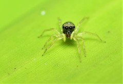 Phintella