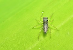 Phintella