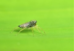 Phintella