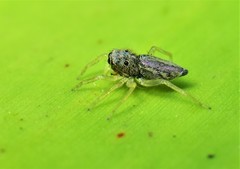 Phintella