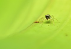 Phintella