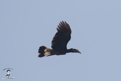 Anorrhinus galeritus