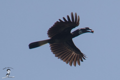 Anorrhinus galeritus