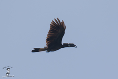 Anorrhinus galeritus