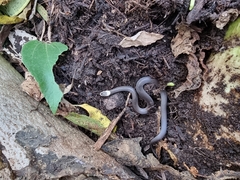 Cacophis harriettae