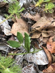 Scaevola calliptera