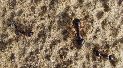 Camponotus friedae