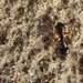 Camponotus friedae - Photo (c) 胡正恆(Jackson Hu),  זכויות יוצרים חלקיות (CC BY-NC), הועלה על ידי 胡正恆(Jackson Hu)