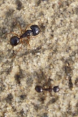 Camponotus friedae