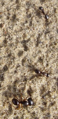 Camponotus friedae