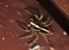 Plexippus paykulli