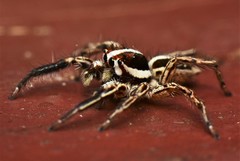 Plexippus paykulli