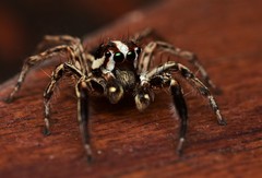 Plexippus paykulli