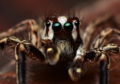 Plexippus paykulli