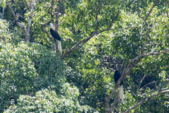 Berenicornis comatus