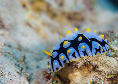 Phyllidia rueppelii