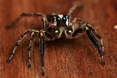 Plexippus paykulli
