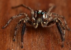 Plexippus paykulli