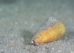 Conus tessulatus
