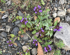 Prunella vulgaris vulgaris
