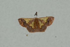 Peratophyga xanthyala