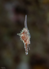 Trivirostra triticum