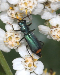 Clanoptilus elegans