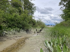 Erythranthe scouleri