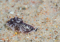 Acanthozoon fuscobulbosum