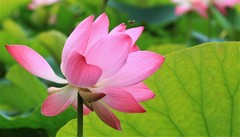 Nelumbo nucifera