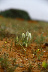 Albuca longipes