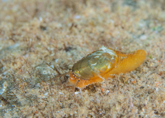 Stomatella impertusa