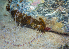 Baseodiscus hemprichii