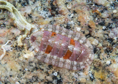 Tegulaplax hululensis