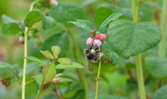 Bombus sitkensis