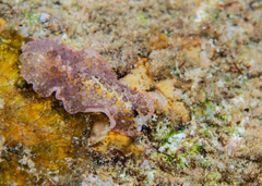 Acanthozoon fuscobulbosum