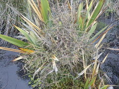 Coprosma elatirioides