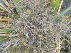 Coprosma elatirioides