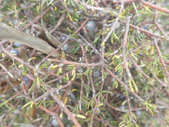 Coprosma elatirioides