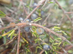 Coprosma elatirioides
