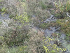 Coprosma elatirioides