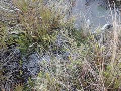 Veronica pauciramosa