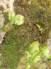 Mesoptychia badensis