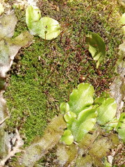 Mesoptychia badensis