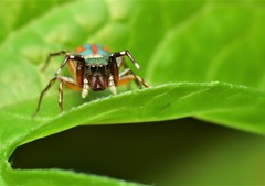 Siler semiglaucus