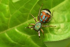 Siler semiglaucus