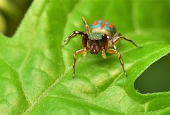 Siler semiglaucus