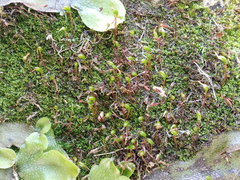 Mesoptychia badensis