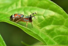 Siler semiglaucus